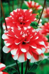 bulb afbeelding