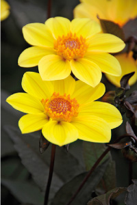 bulb afbeelding