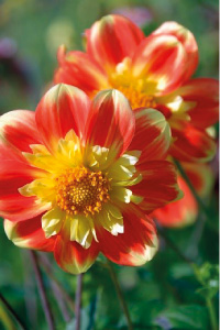 bulb afbeelding
