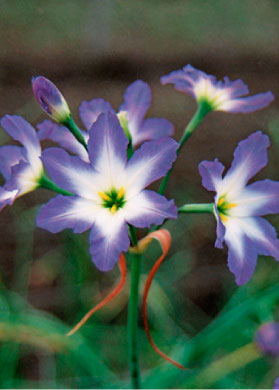 bulb afbeelding
