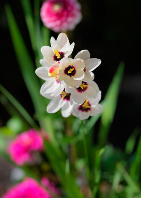 bulb afbeelding