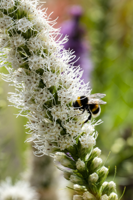 Liatris-011_aangepast.png