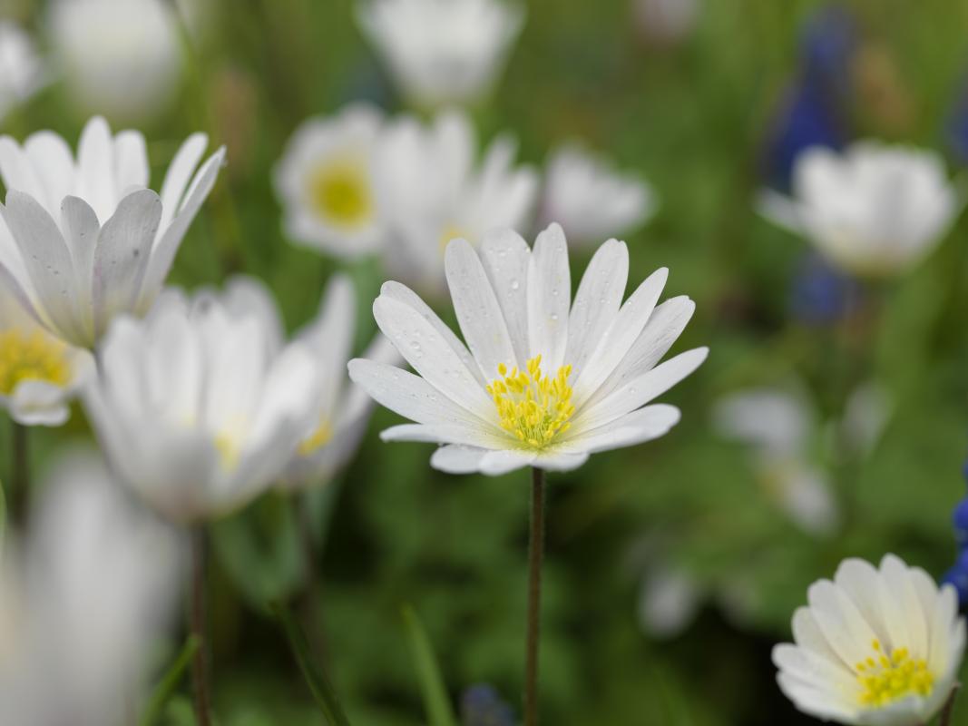 Anemone-nemorosa