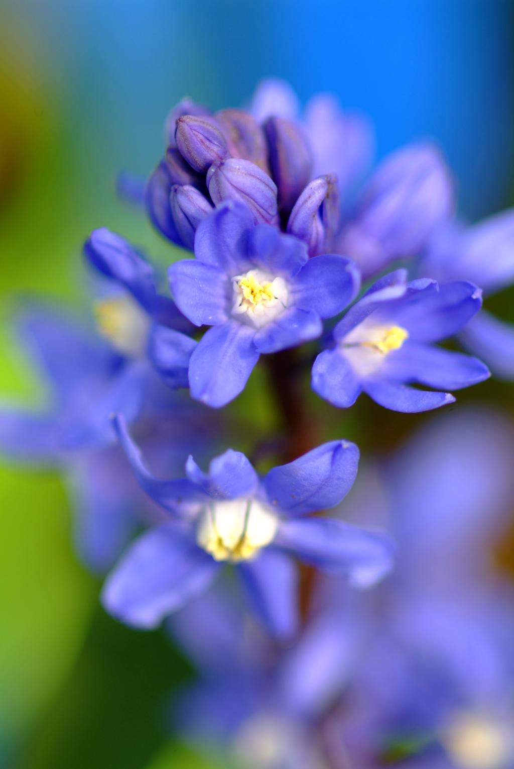 Chionodoxa-sardensis