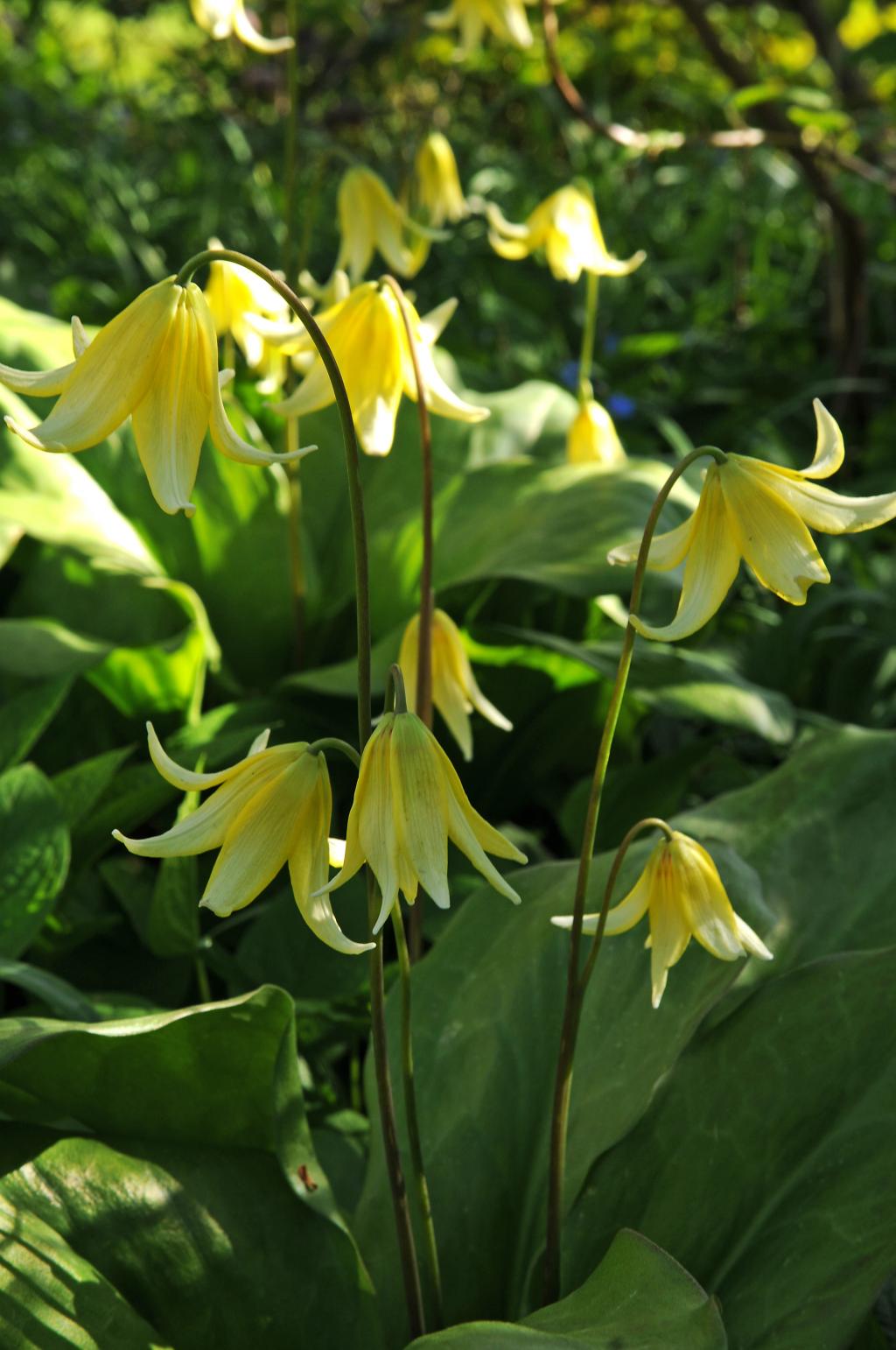 Erythronium-Pagoda