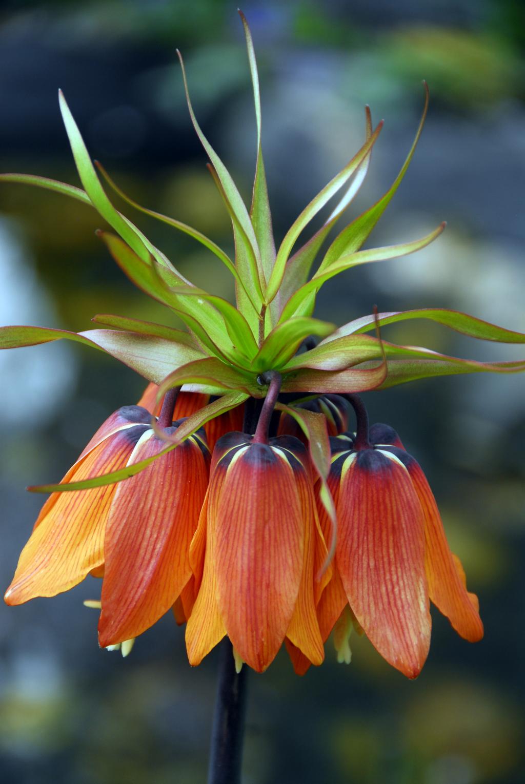 Fritillaria-imperialis