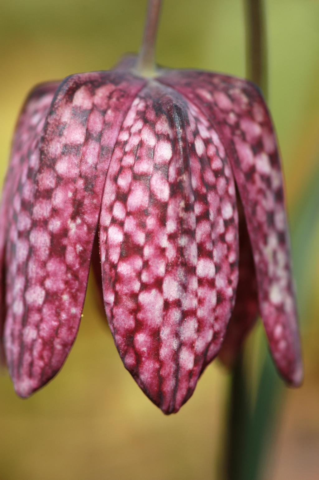 Fritillaria-meleagris-Snakes-head-fritillary