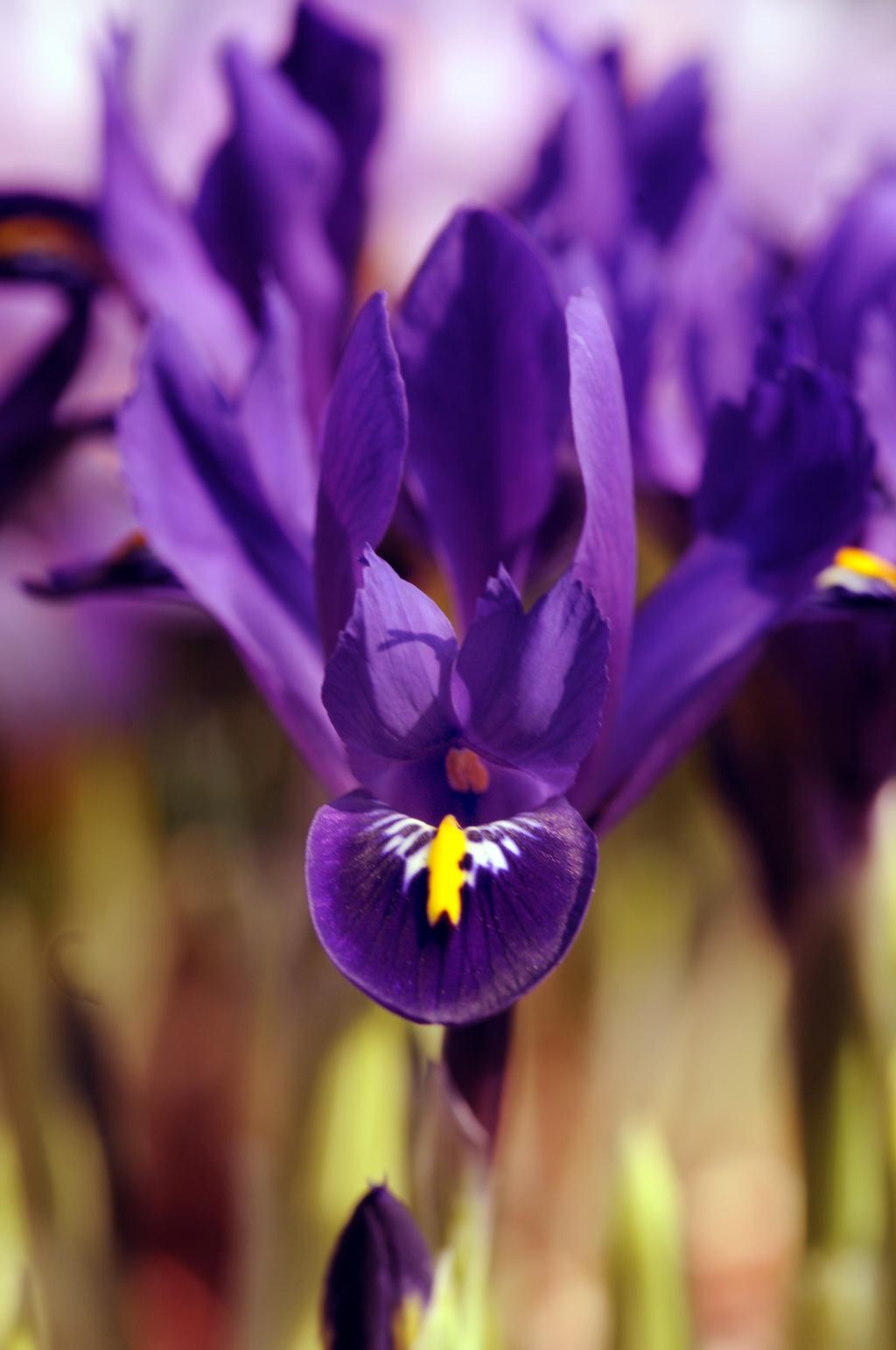 Iris-reticulata