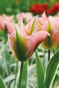 bulb afbeelding