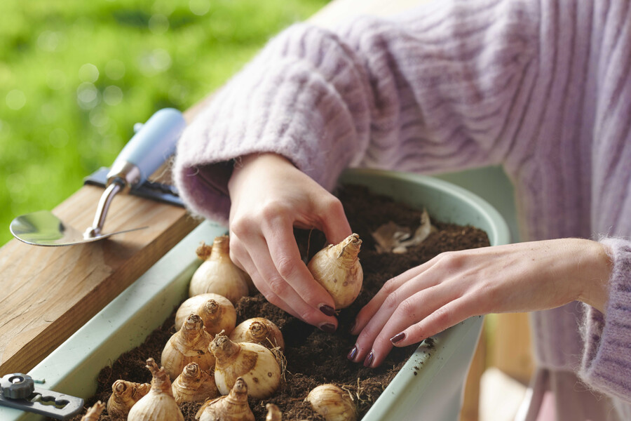 How to plant flower bulbs? information about flower bulbs
