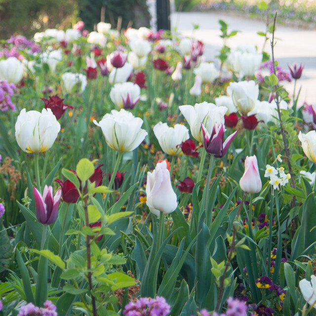 Stunning borders with colourful spring blooms - Flowerbulbs