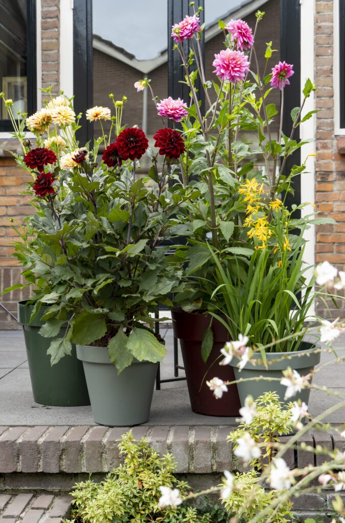summer bulbs