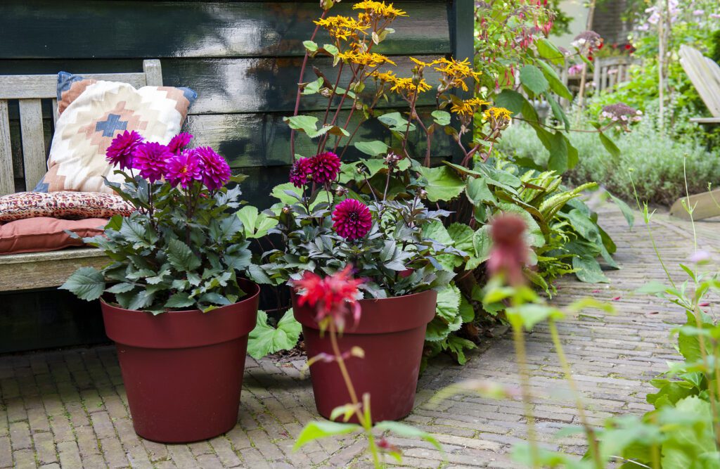 Summerbulbs