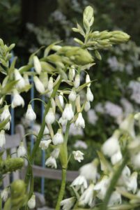 White summer flowering bulbs (Summer hyacinth)