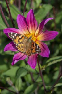Pink Dahlia with butterfly
