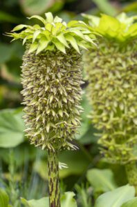 Close up Eucomis summer flowerbulb (Biodiversity)