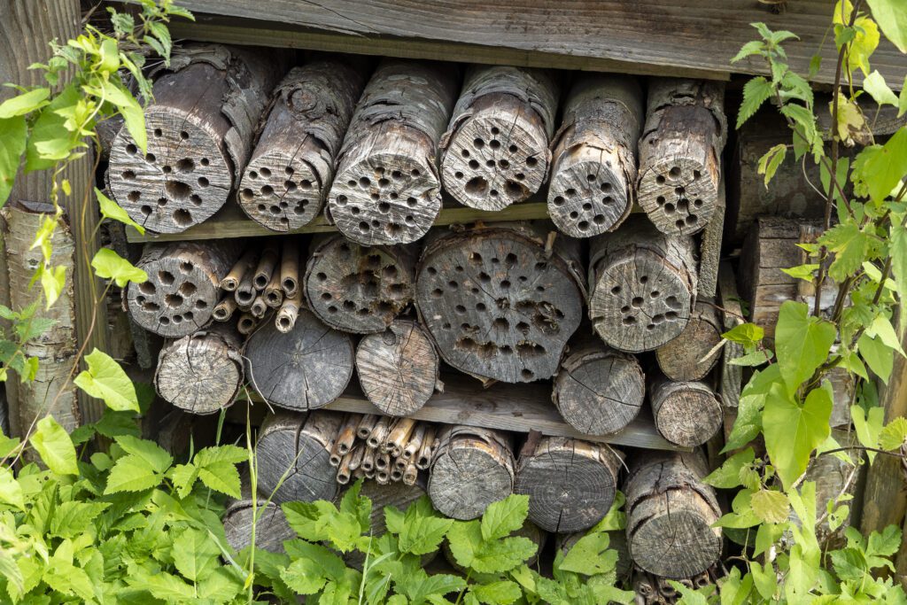 Biodiversity