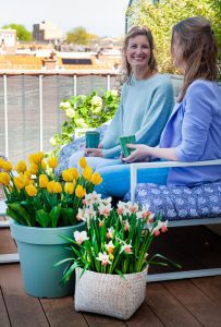 Balcony flower bulbs in pots. Daffodils and yellow tulips.