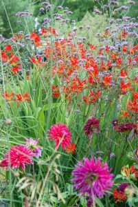  Crocosmia 'Lucifer'