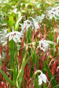 Gladiolus callianthus 'Murielae'