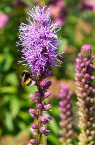 Liatris spicata 'Kobolt'