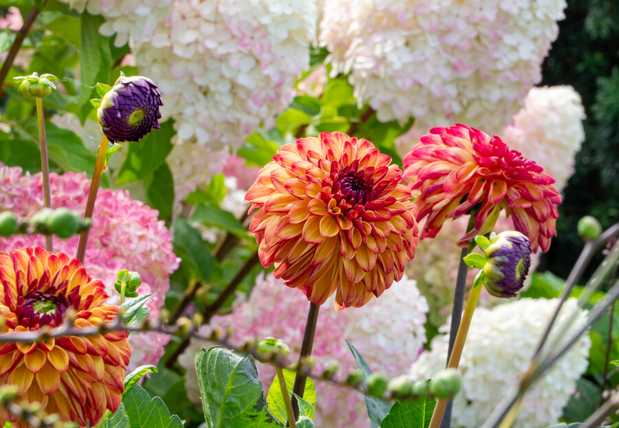 Dahlia