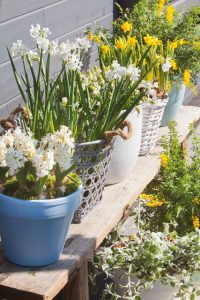 a group of potted plants Narcissus 'Tête à Tête', Hyacinthus 'White Magic', Muscari ' Erlicheer'