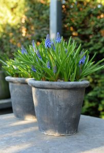 a couple of potted plants, Muscari