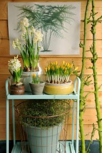 a table with potted plants on it Narcissus 'Erlicheer', Crocus 'Vernus Yellow', Hyacinthus 'White Pearl'