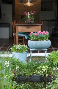 a potted plants in a garden Tulipa 'Evening Breeze', Muscari 'Blue Magic ®'