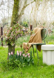 a chair in a garden Tulipa 'Gabrielle, Pink Impression'