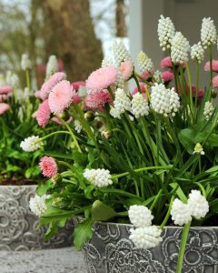 a group of pink and white flowers: Muscari-White