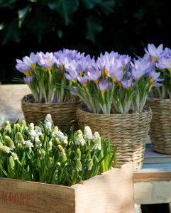a group of purple flowers in baskets: Muscari-Crocus