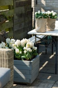 a group of white flowers: Tulipa-Hyacinthus