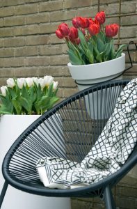 a chair with a blanket and flowers in pots: Tulipa