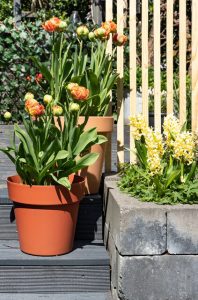 a potted plants on a deck