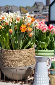 a group of flowers in a pot