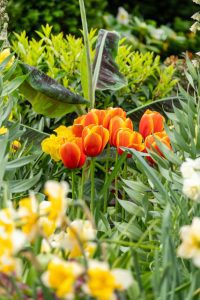 a group of orange flowers