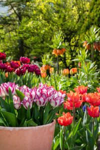 a group of colorful flowers