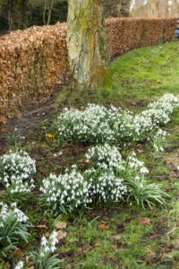 Galanthus