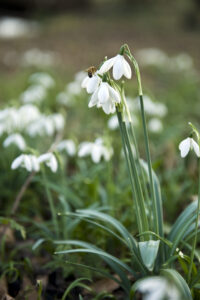 Galanthus