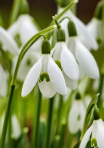 Galanthus