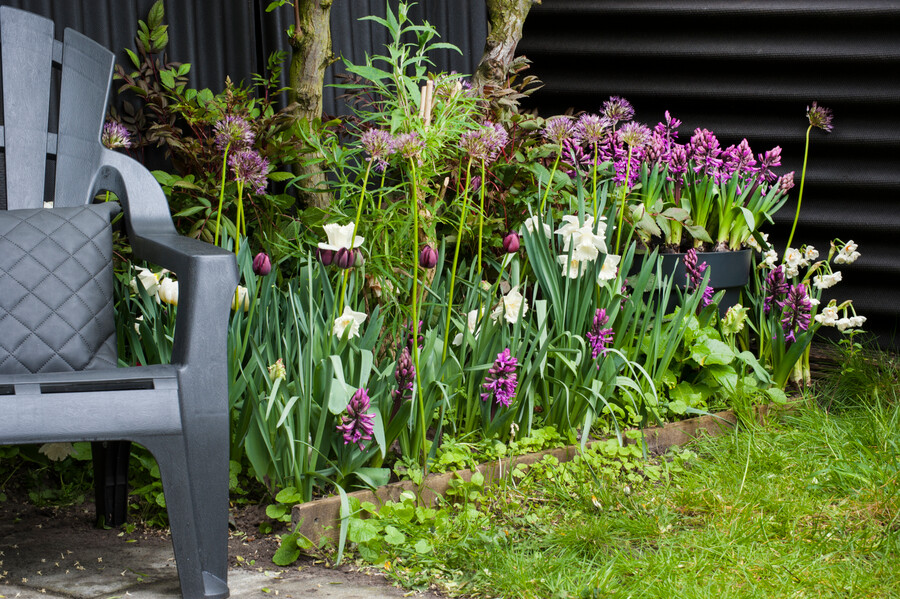 Spring at its finest - Flowerbulbs